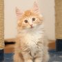 Sauron, 10 weeks