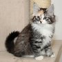 Selenia, 10 weeks