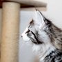 Selenia, 10 weeks