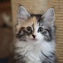 Selenia, 10 weeks
