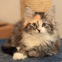 Selenia, 10 weeks