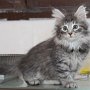 Sirith, 10 weeks