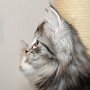 Sirith, 10 weeks