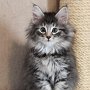 Sirith, 10 weeks