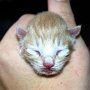 Sauron, 1 day