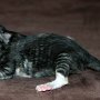 Selenia, 1 day