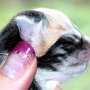 Selenia, 1 day