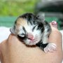 Selenia, 1 day