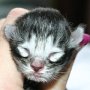 Sirith, 1 day