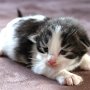 Saruman, 2 weeks