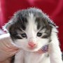 Saruman, 2 weeks