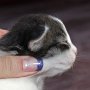 Saruman, 2 weeks