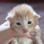 Sauron, 2 weeks