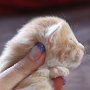 Sauron, 2 weeks