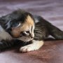 Selenia, 2 weeks