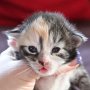 Selenia, 2 weeks