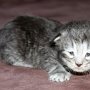 Sirith, 2 weeks