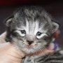 Sirith, 2 weeks