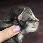 Sirith, 2 weeks