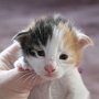 Syoonah, 2 weeks