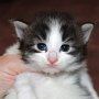 Saruman, 3 weeks