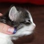 Saruman, 3 weeks