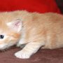 Sauron, 3 weeks