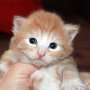 Sauron, 3 weeks