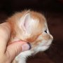 Sauron, 3 weeks
