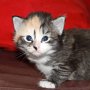 Selenia, 3 weeks