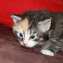 Selenia, 3 weeks