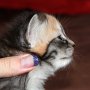 Selenia, 3 weeks