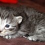 Sirith, 3 weeks