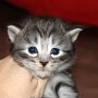 Sirith, 3 weeks