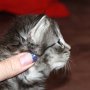 Sirith, 3 weeks