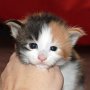 Syoonah, 3 weeks