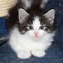 Saruman, 6 weeks