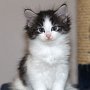 Saruman, 6 weeks