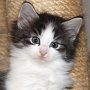 Saruman, 6 weeks
