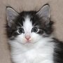 Saruman, 6 weeks