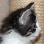 Saruman, 6 weeks