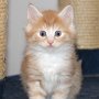 Sauron, 6 weeks