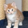 Sauron, 6 weeks