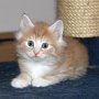 Sauron, 6 weeks