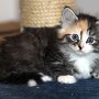 Selenia, 6 weeks
