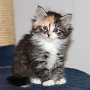 Selenia, 6 weeks