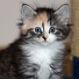 Selenia, 6 weeks