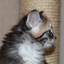 Selenia, 6 weeks