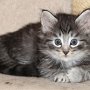 Sirith, 6 weeks