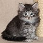 Sirith, 6 weeks